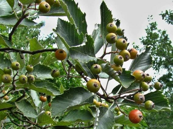 Jeřáb labský (Sorbus albensis), plody, plodenství