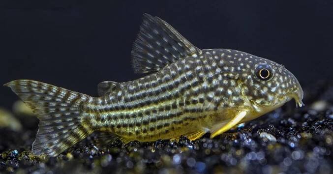 ▷20 nejoblíbenějších akvarijních ryb - TOP rybičky do akvária | Hobbio.cz