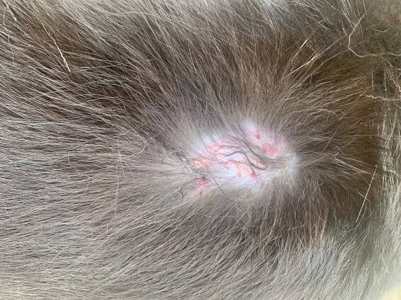O CO SE MŮŽE JEDNAT? absces? alergie nebo nádor? | RadaVeterináře.cz 
