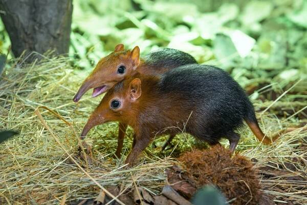 Zoo Praha poprvé odchovala bércouny Petersovy | STYLEnew.cz