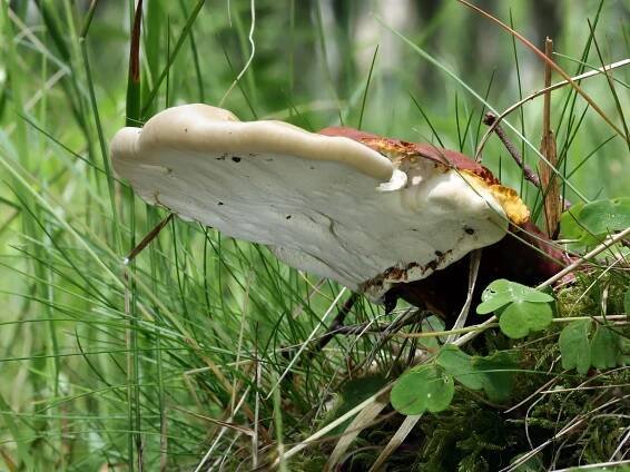 (22.06.2023, Ústecký kraj) Ganoderma lucidum