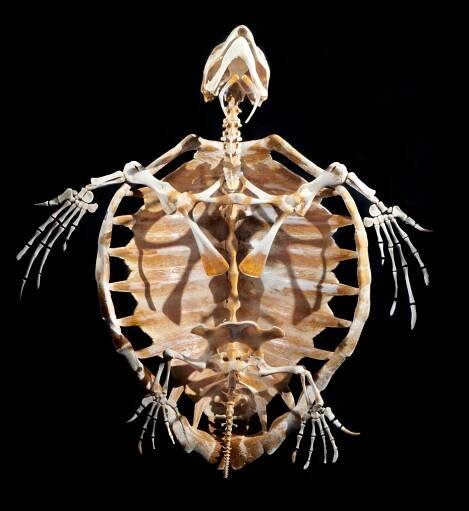 Soubor:Esqueleto-tortuga-boba.01.jpg – Wikipedie