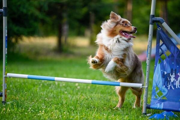 Royal Pampuch, hodowla FCI Corgi Pembroke i Aussie