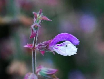 Soubor:Salvia sclarea Fleur jd pl.jpg