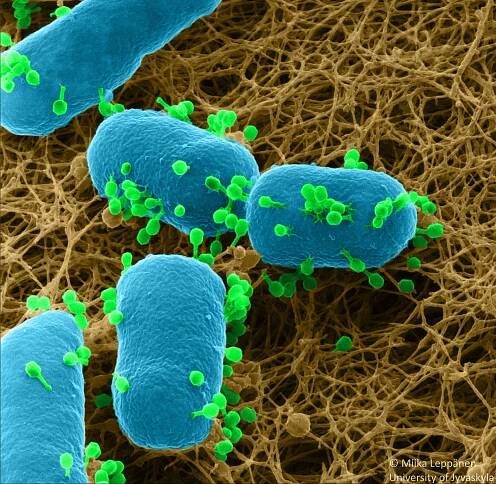 Bacterial World