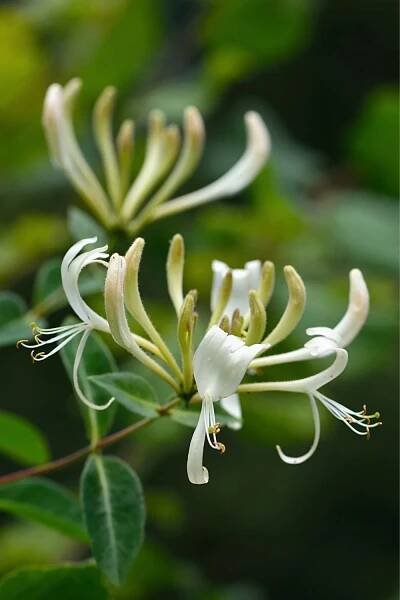 Peaches and Cream Honeysuckle enjoys the morning sun and the afternoon shade that the east-facing side of the house provides