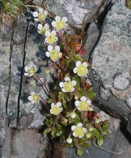 Lomikámen (Micranthes)