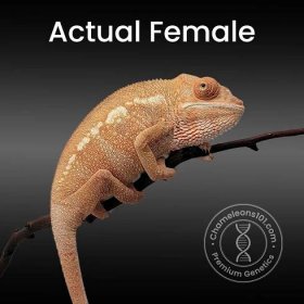 Ambilobe Panther Chameleon For Sale | Males Females and Eggs | Baby Panther Chameleons