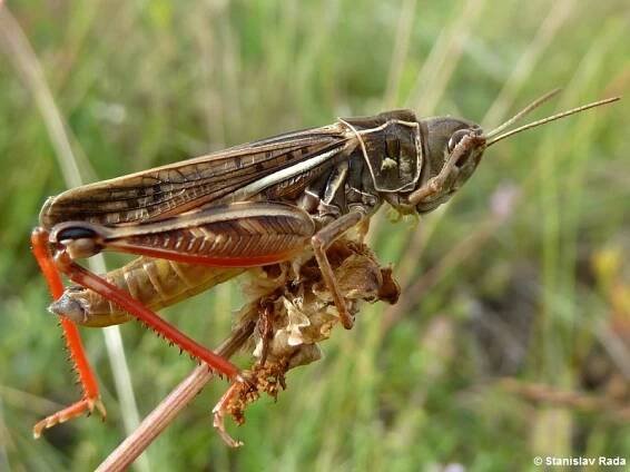 Arcyptera microptera - saranče suchomilná | Acrididae - sarančovití | Natura Bohemica
