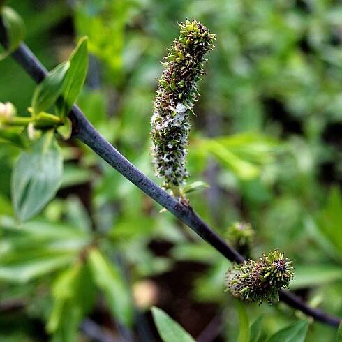 Soubor:Weide (Salix daphnoides) 5831.JPG