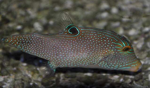 Canthigaster papua
