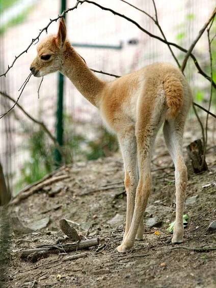 V brněnské zoo se narodila lama vikuňa.