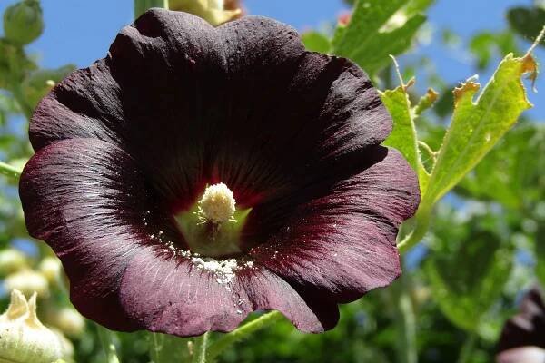 10 Tips For Heavenly Hollyhock Blooms