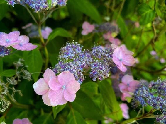 Hydrangea serrata var. yesoensis