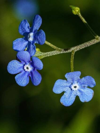 bezplatná Základová fotografie zdarma na téma "drobné květiny", barevné květiny, botanická fotografie Základová fotografie