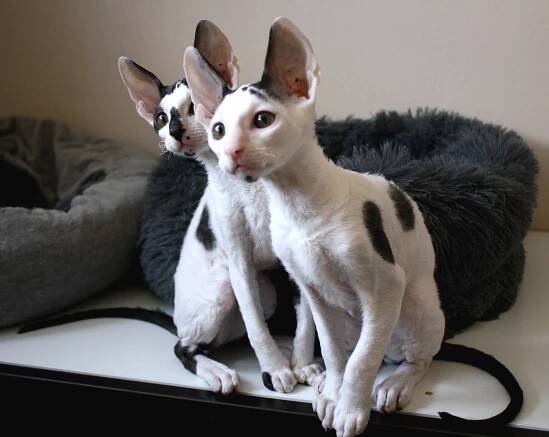 Susuwatari,CZ | Cornish rex