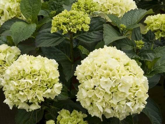Hydrangea macrophylla Schneeball