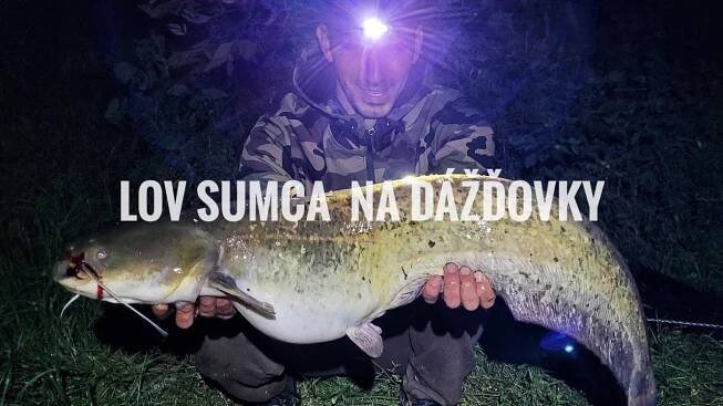 Jednoduchý lov sumce na rousnice: jak úspěšně chytat sumce na rousnice?