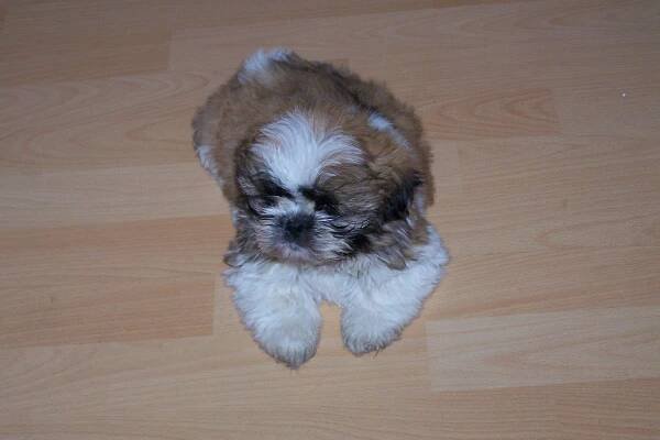 Shih Tzu | GreatDogSite