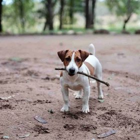 Jack Russell with stick