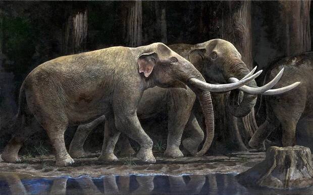 Stegodon – one of the largest proboscideans
