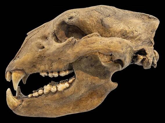 Kurznasenbär – Wikipedia