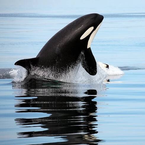 Soubor:Orcas & humpbacks (3731051754).jpg – Wikipedie