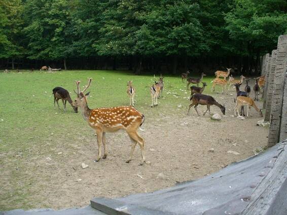 Fotografie - Obora ve Mstišově - 26.08.2006