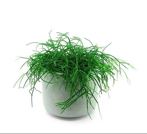 Ripsalis (RHIPSALIS CASSUTHA) E-shop: Prodej po celé ČR
