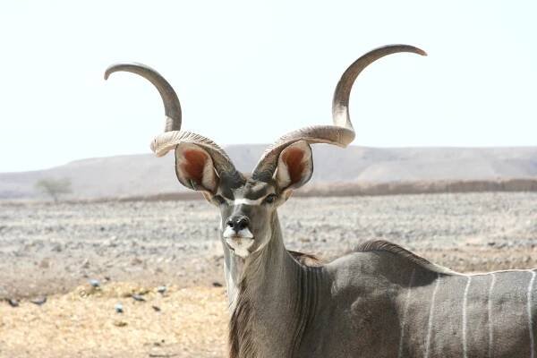 Soubor:Kudu antelope .JPG – Wikipedie