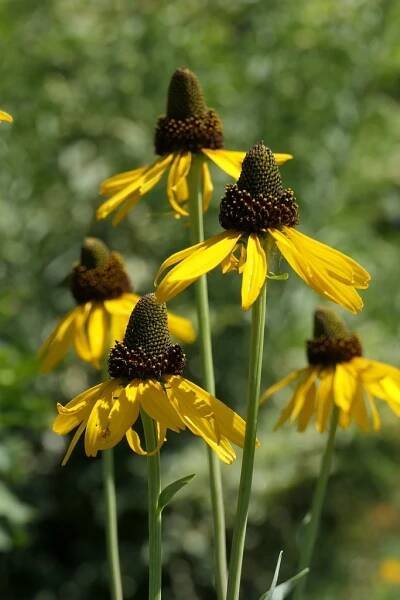 Co můžete zasadit s Rudbeckia?