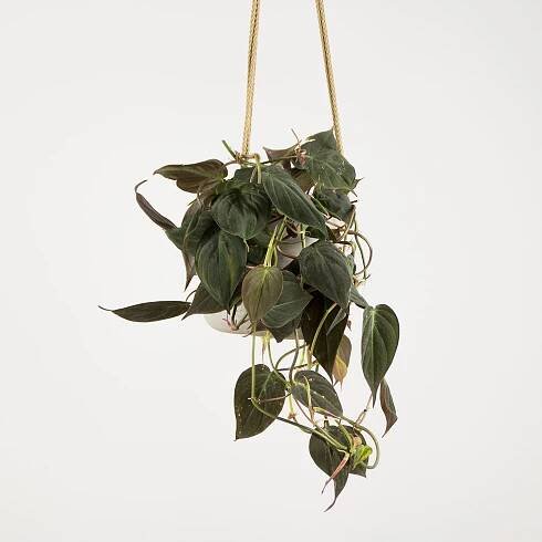 Philodendron scandens Micans