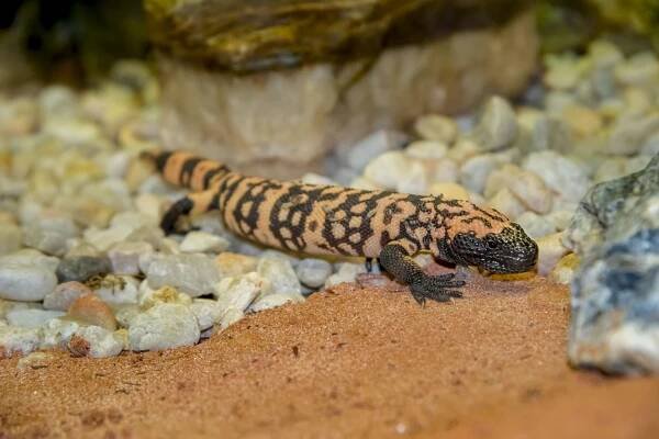 Gila Monster