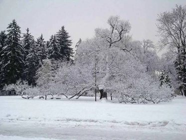 Pokřivený strom ve Smetanových sadech, 11.1. Foto: Tomáš Zrnka