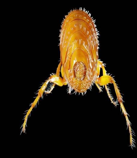 Rattenfloh • Oriental rat flea • Xenopsylla cheopis - 60 cm 