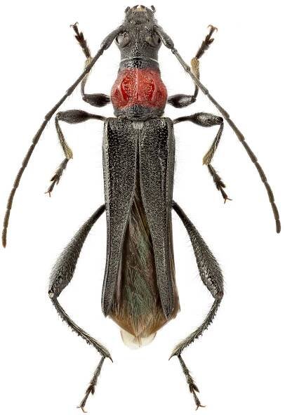 Callimoxys gracilis