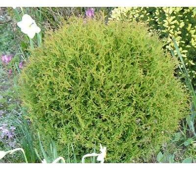 Zerav západní (kulovitý zakrslý) - Thuja occidentalis “Danica“ SAZENICE
