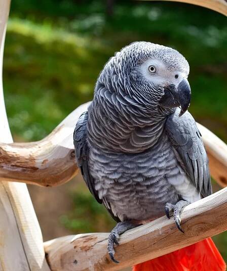 Parrots prove sharing is caring - Issuu