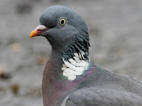  - Common Wood-Pigeon