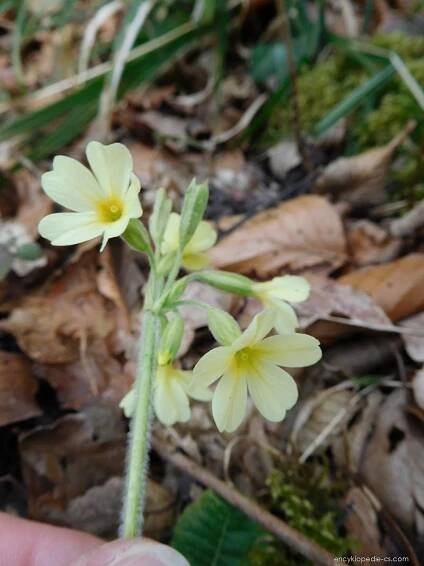 Prvosenka vyšší - Primula elatior
