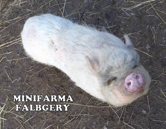 Minifarma Falbgery, Borová u Poličky | Farmy, ZOO, jízdy na koních