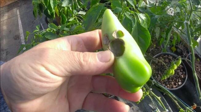Pěstování rajčat v nádobách.San Marzano Gigante