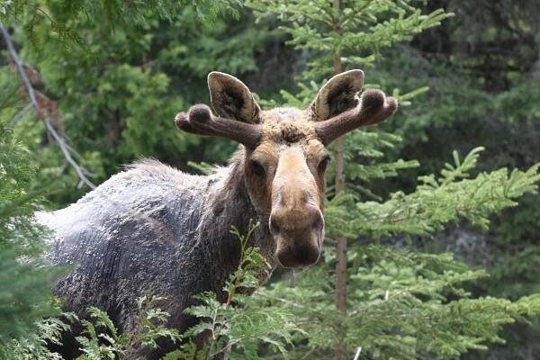 Wolf-Moose Project