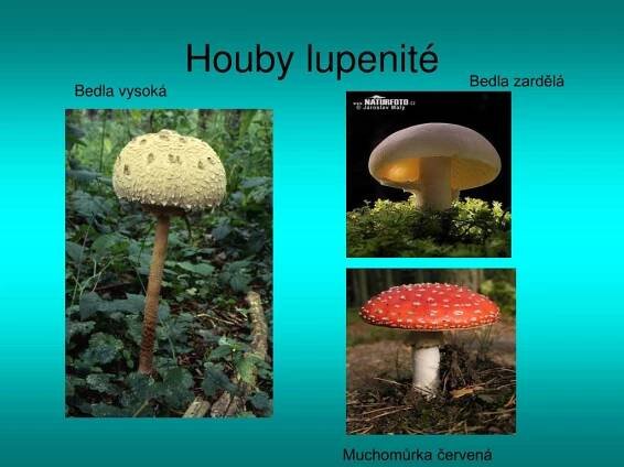 PPT - Houby stopkovýtrusné PowerPoint Presentation, free download - ID:3515221
