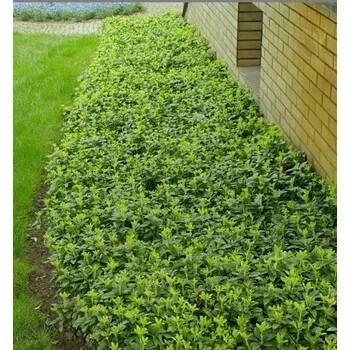 Tlustonitník klasnatý ´GREEN CARPET´ kont. 0,5 l