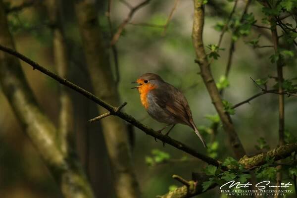 Red_Robin – Natuurfotografie | MTSMIT | Fine Art Nature Photography