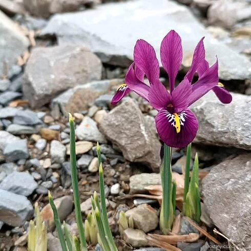Kosatec síťkovaný Rejoice - Iris reticulata