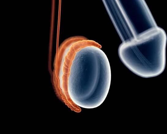 The epididymis