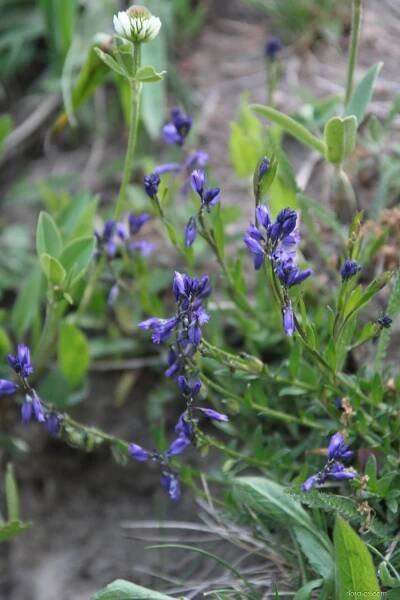 Vítod obecný (Polygala vulgaris)