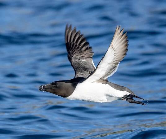 Birdsafari - Discover the World of Birdwatching Adventures | Whalesafari